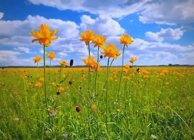 0bda4d43584182cdef1f19b13d9c475e-sz_1218541