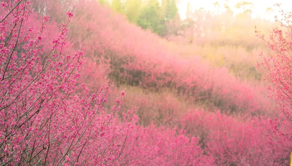 0eab15c79c93cfec9261fa6f052493fb-sz_905959