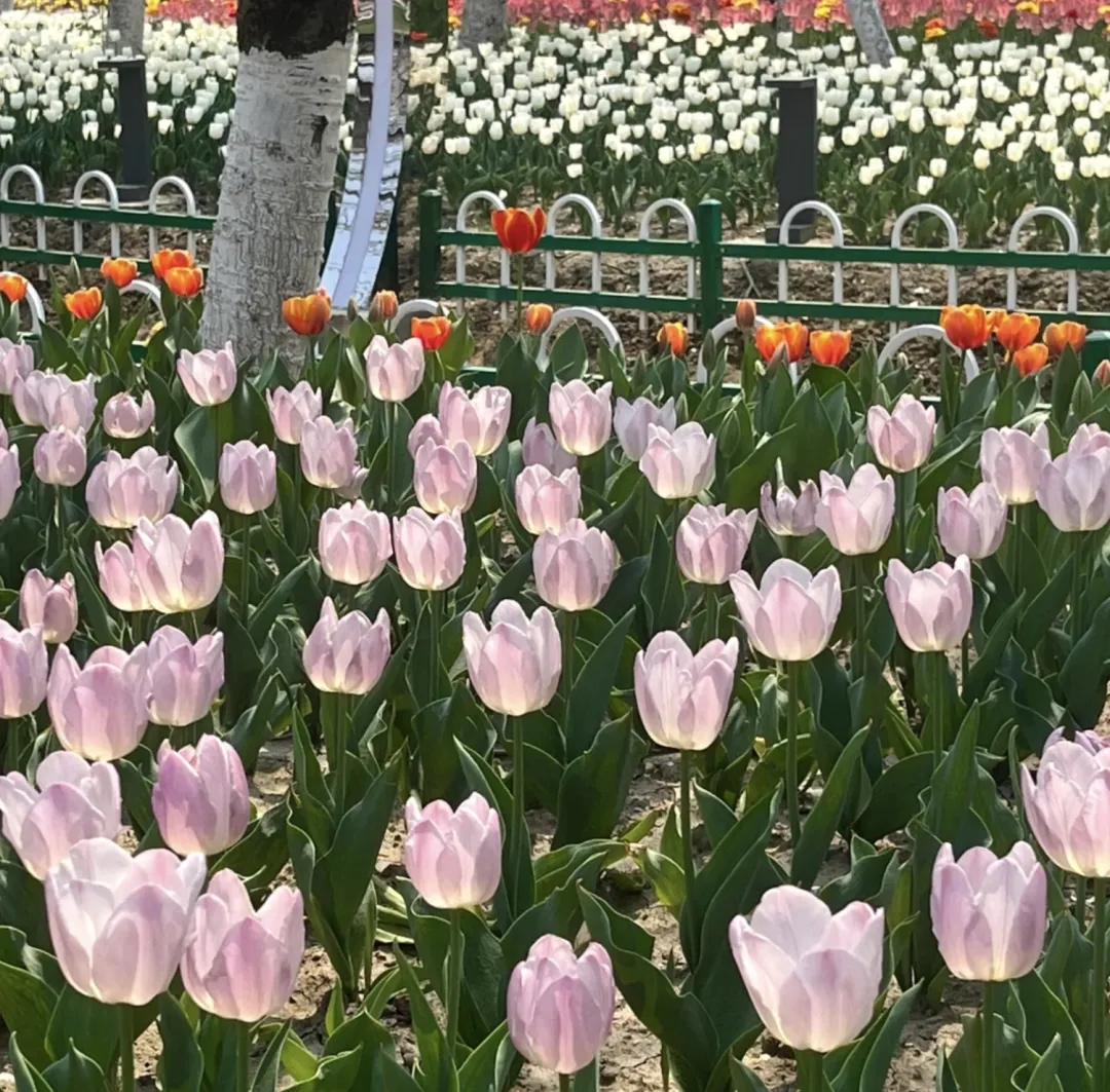 0fc45418576fa85eb8c91d9547211544-sz_1435876