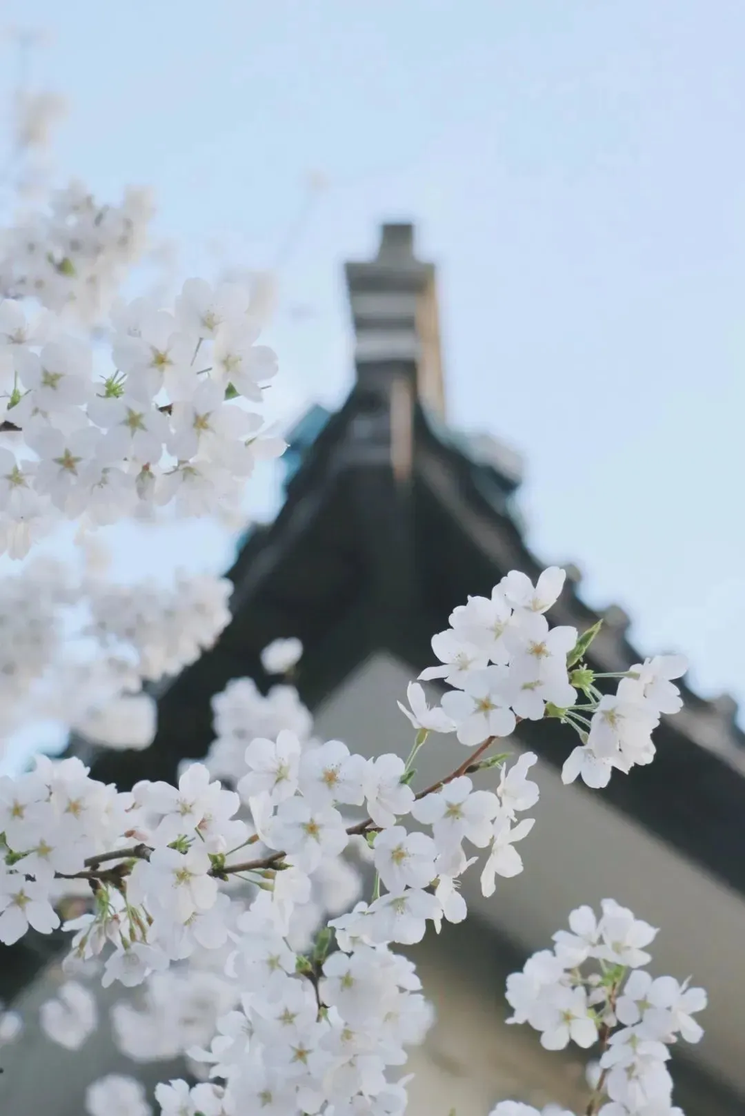 127efcee88aa6420cedbd59fb485be2a-sz_105122