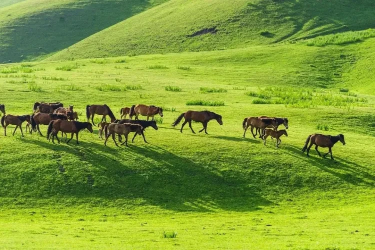 12c821203187187eda088fe4d2500eaf-sz_251038