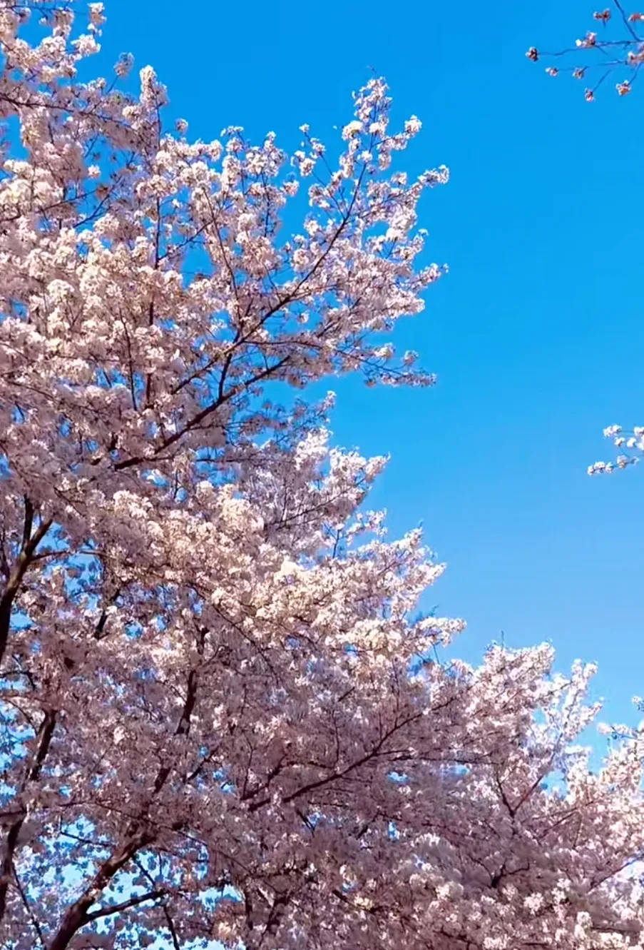 13691bb8d71c04b423acde1e11f96c70-sz_847920-1