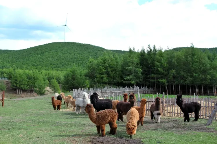 14d961d6ade9b32c03432060737994f1-sz_1424065