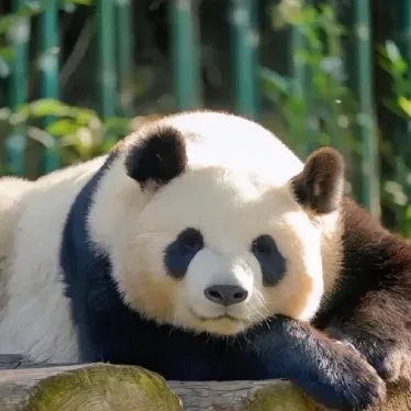 164bd5a864efb25ad796cb63f9ebe686-sz_1913393-1