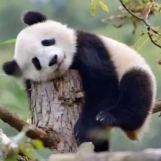 164bd5a864efb25ad796cb63f9ebe686-sz_1913393