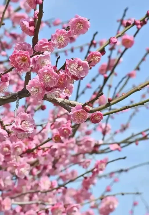 172f2dc5eaeafea37f031ce80d5b997c-sz_919082