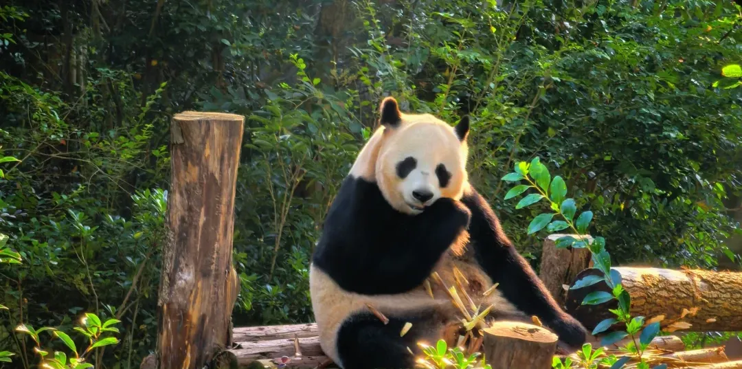 1730af384adf7f7e81cc12ce1c2f1688-sz_3854337