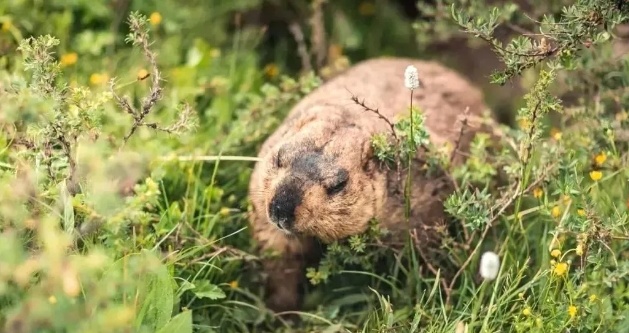 1772506589854_1ip2TGt