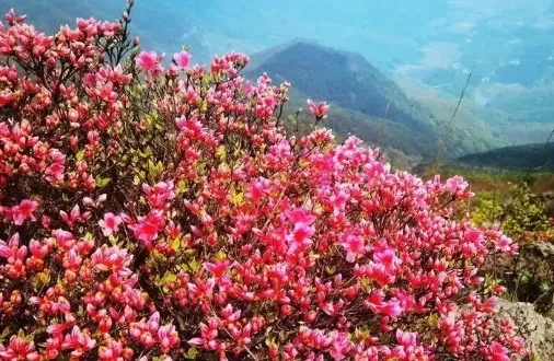 17e0cc0865c5371d676556a86a2c2c36-sz_473378