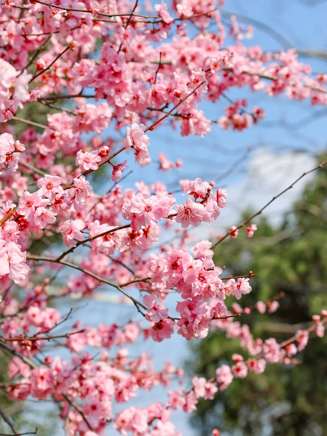 1b9d1e3687672893f1196efd1d571f0e-sz_2348556