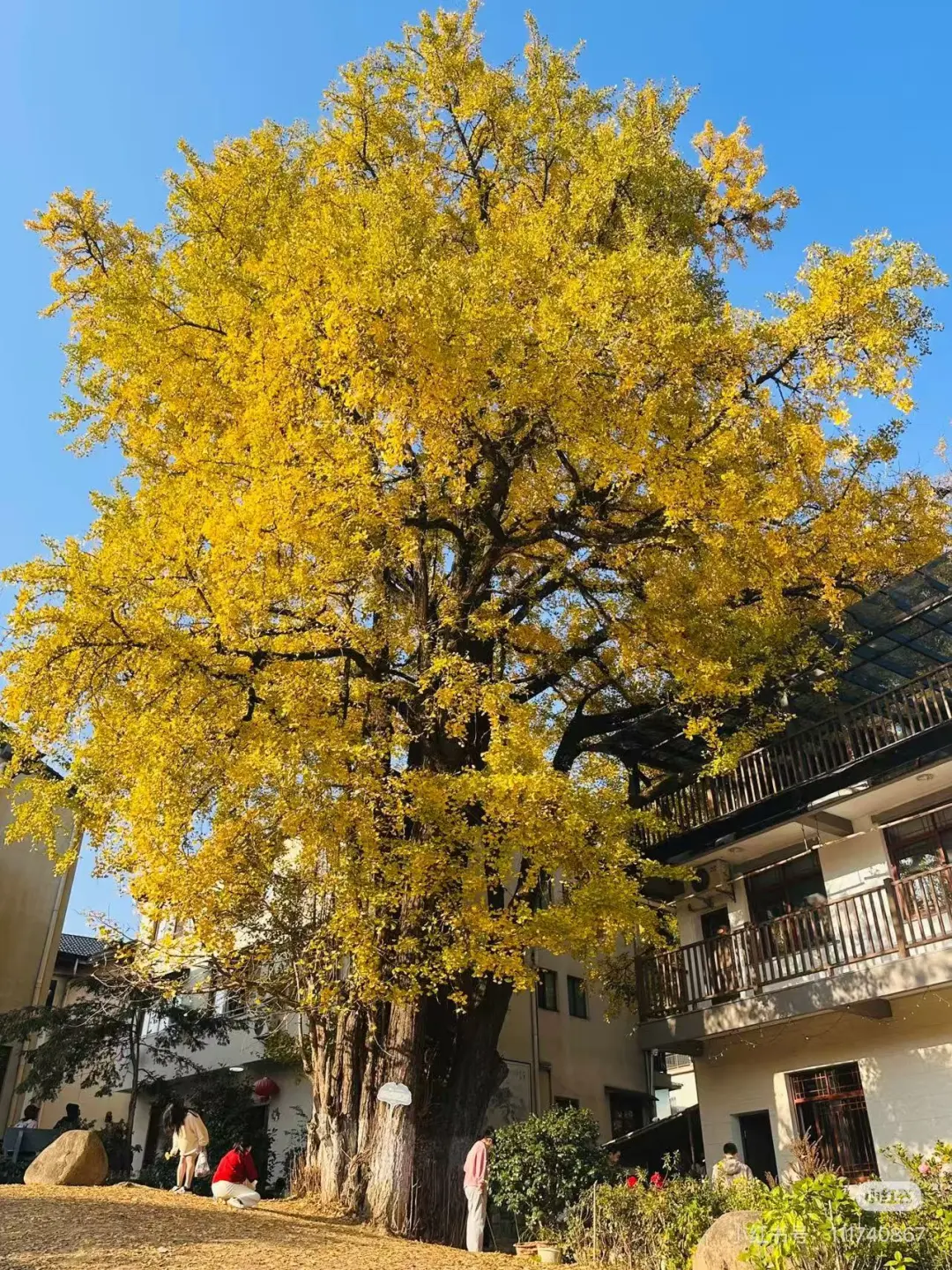 1c3da25c93eb993c5942b7a78d543bd2-sz_678558