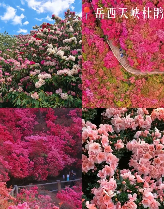 1dc7cc21b60328b36a96ae73362f0080-sz_1817138