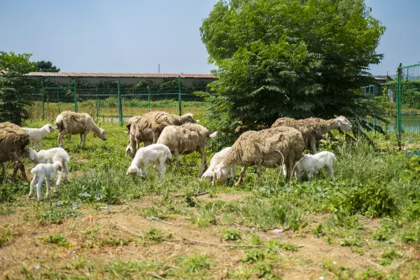 1mc6812000dlymmeyF7A0_R_600_400_R5