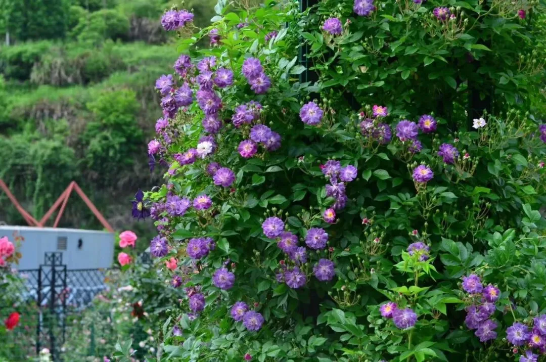 209bd2e17cfdd0b02e9c6a9de0ad062b-sz_174198