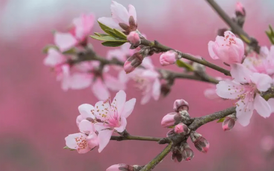 22a2a9961df193130bfd8e0c7fdb8d4f-sz_1455812