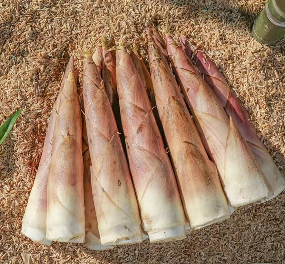 25ebbcc9d9a95bcd9d152d528245aa12-sz_817704