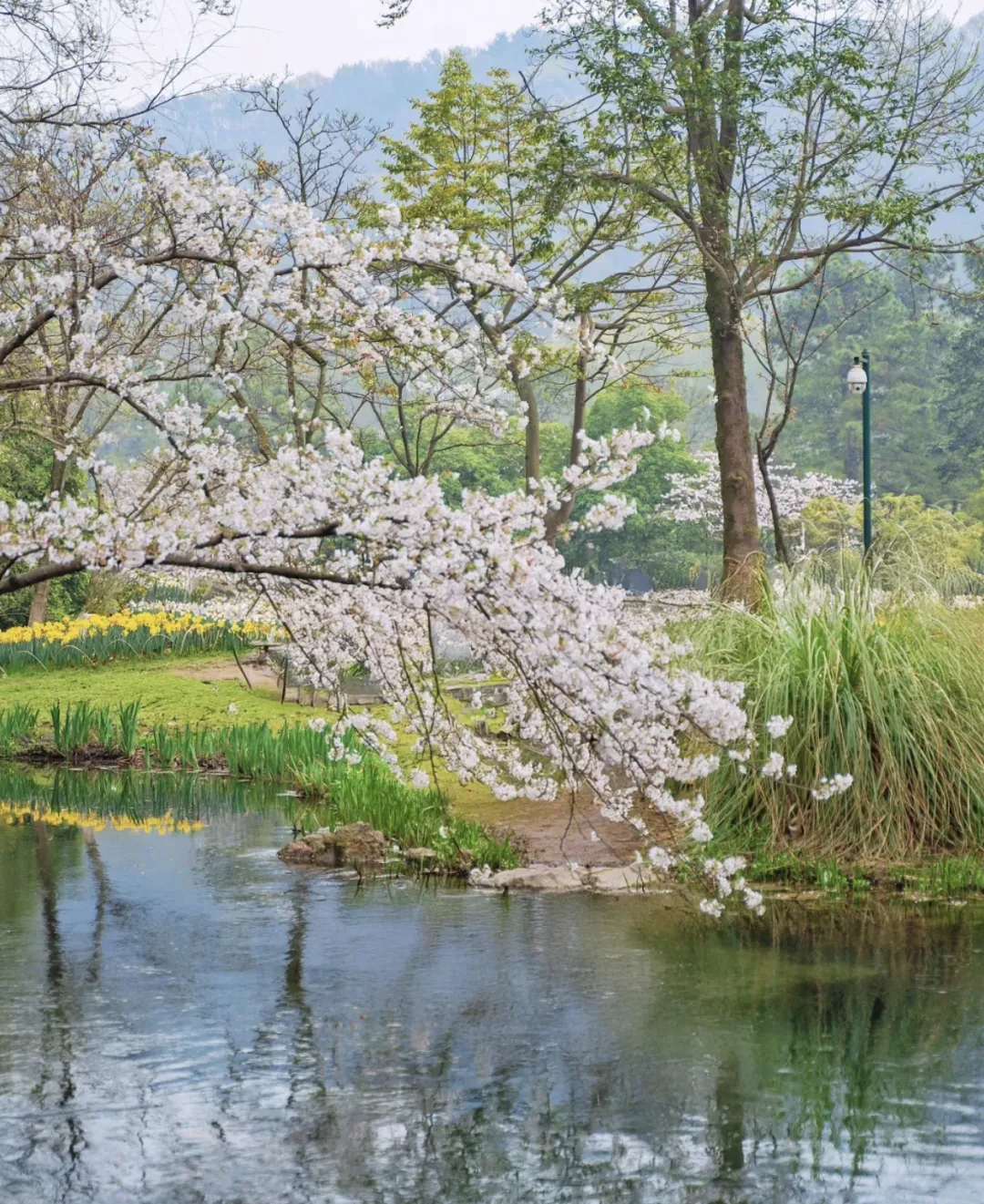 289cf4fee2c3e743743cca0e0930f587-sz_1663126-1