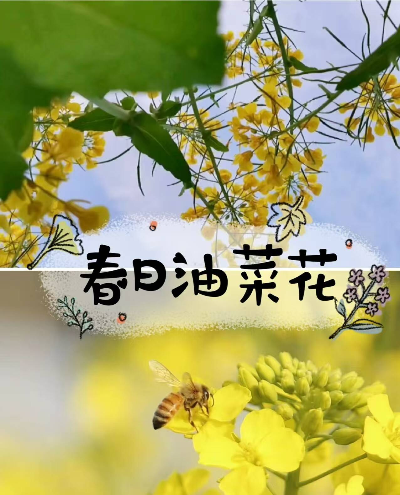 28a3114150c40a950c48664a3fdbf8e1-sz_874816