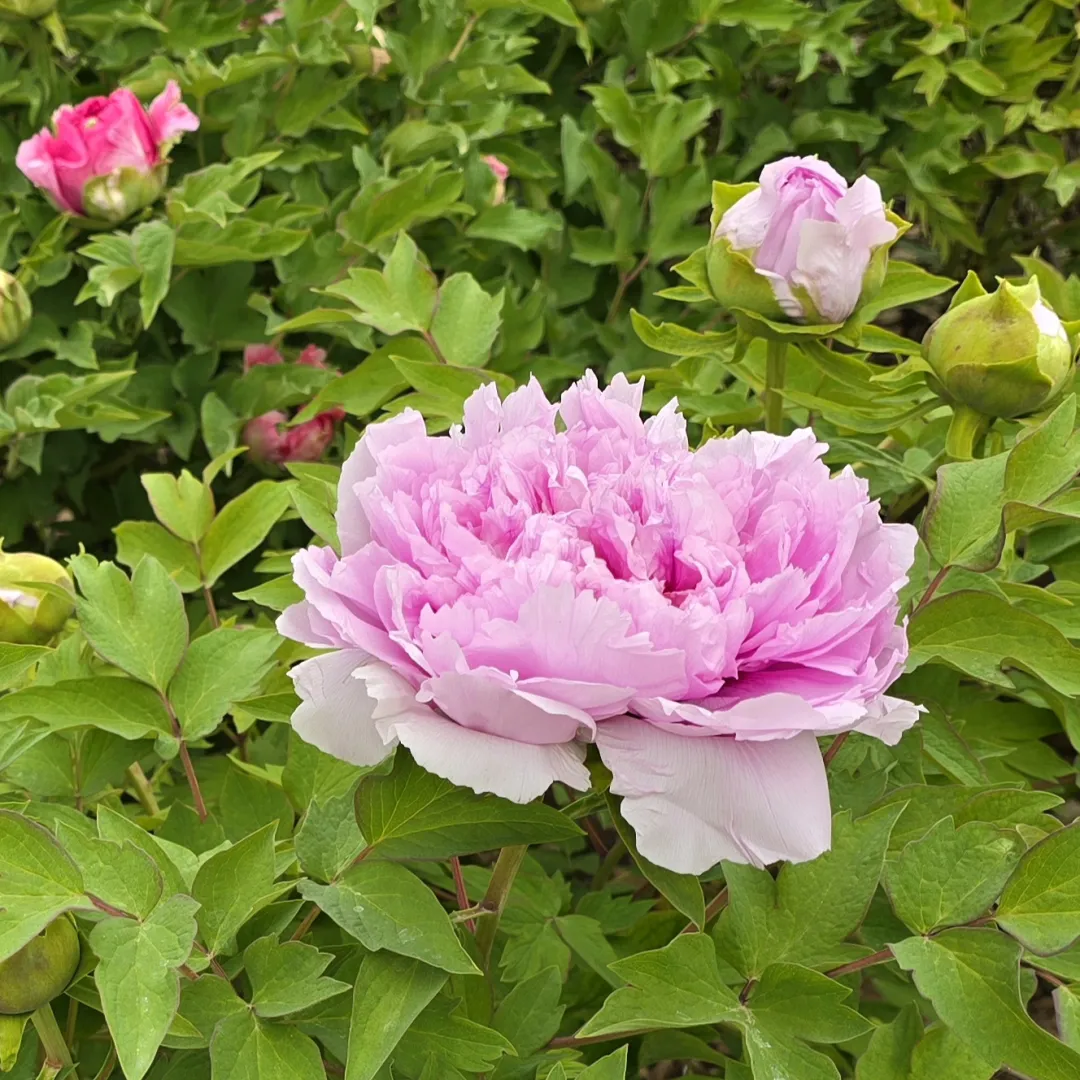 2c1a5d846ce9cf330e41abf660fd6dfe-sz_655261