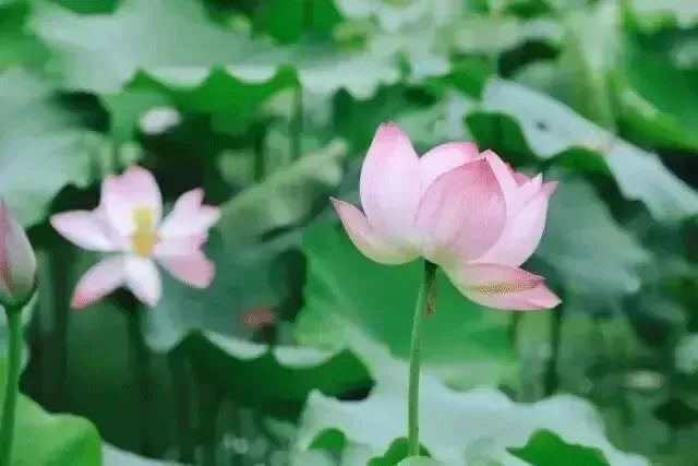 2deb6d1ebfe5ce838aafa345daee168a-sz_30598