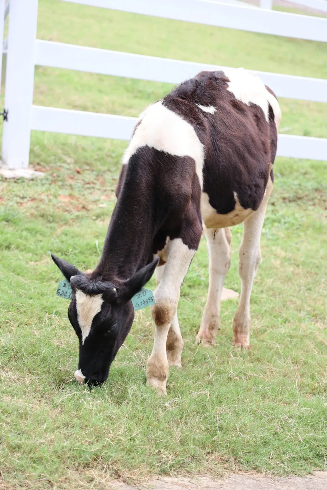 2f46e046258d249e43de3301e43721c2-sz_2401128