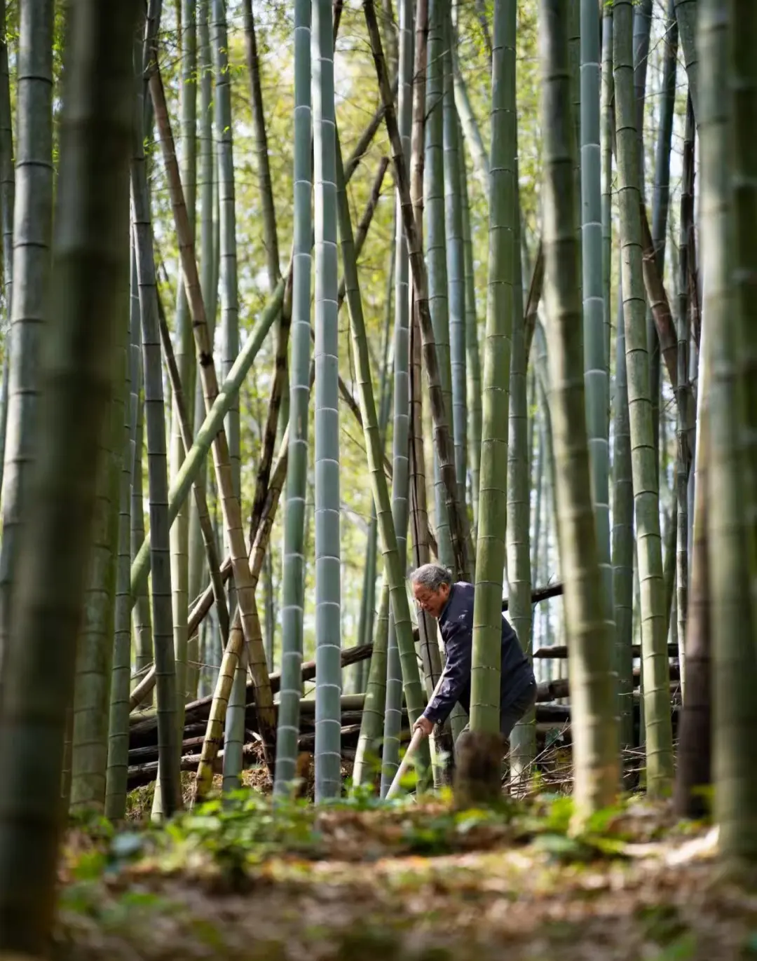 3180a36a9ded04a28187bf73ab05bfe7-sz_299497