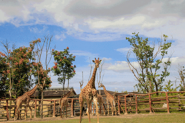 39aa7cf6ddb0bcd98e78a54342847e0c-sz_1108425