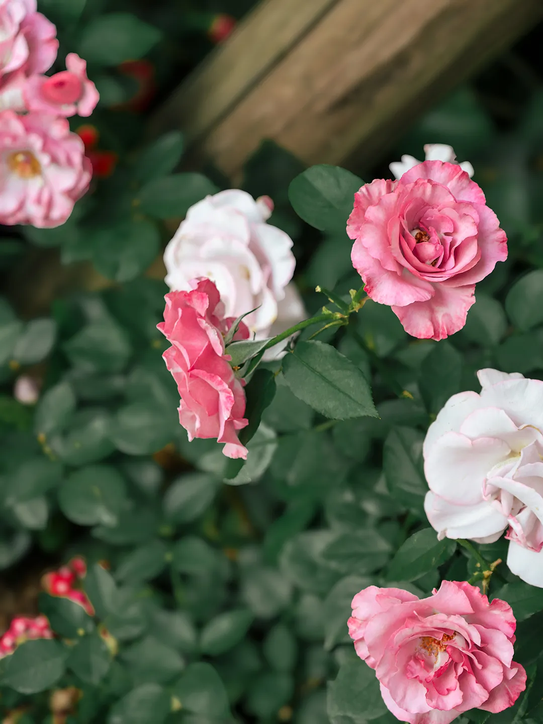 40be73ca6e7458c48df2c081f0d55fcd-sz_1624546