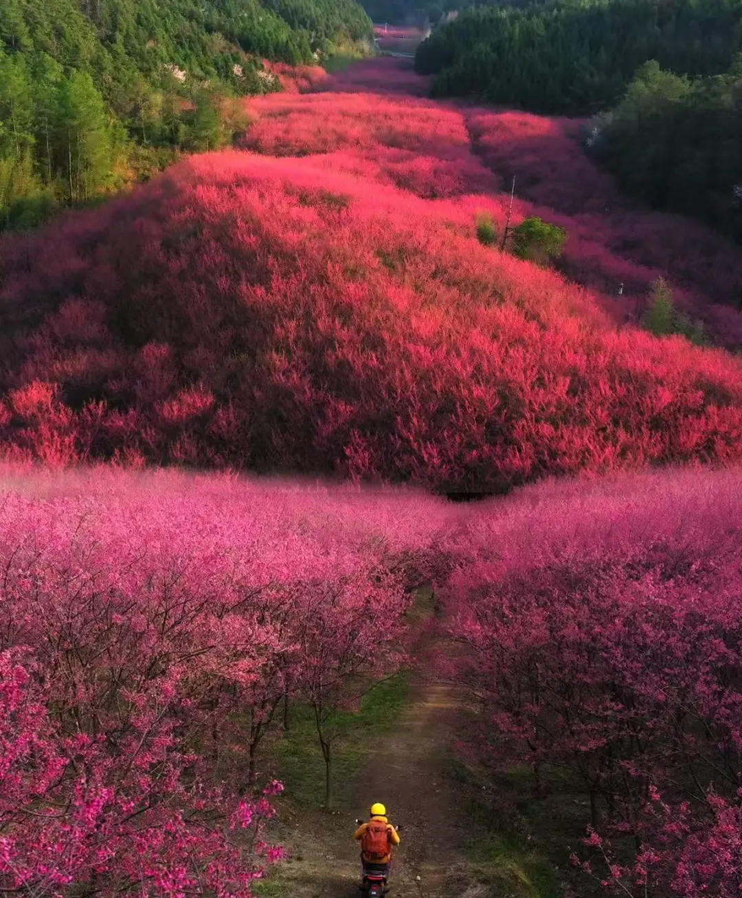 40c93cf1492b9bb0521ca544afde71ea-sz_406755