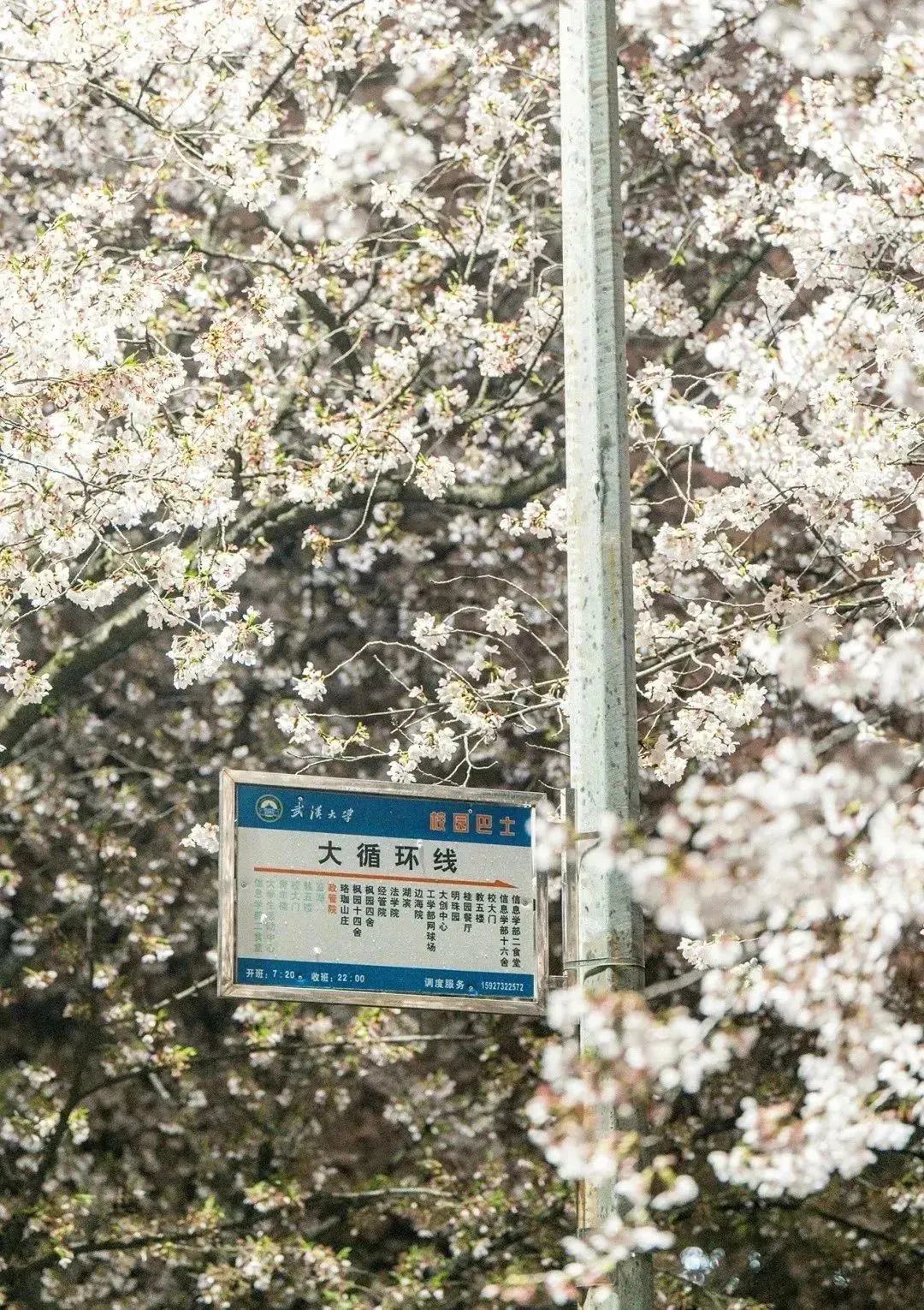 4291d2f370385c77562745091f2b8871-sz_458906