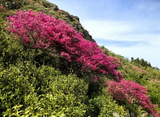 4314b989deb6add9fd7141a8dfb2329a-sz_510251