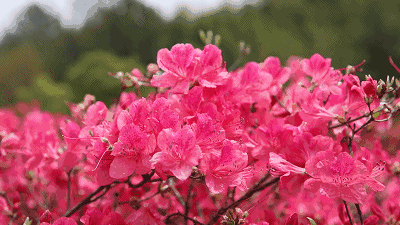 43e2f446c4e39cc817f74461a1ead3b1-sz_349772