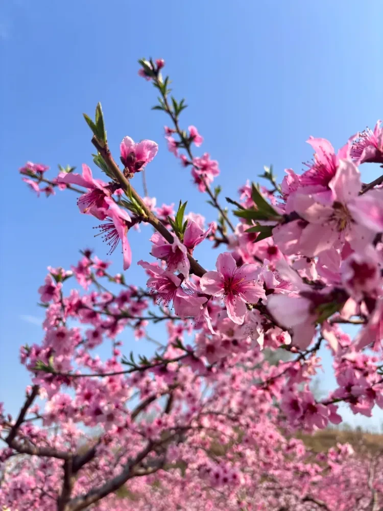 48eff25e1080ea263b81458594d86f6e-sz_2655634