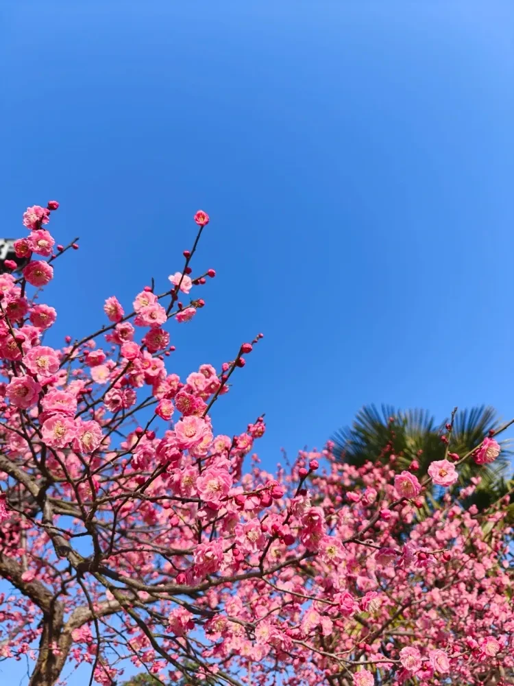 4ad3795e2c205c47632f85a6a3c3f8b3-sz_2185316