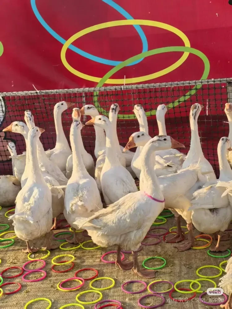 4d746ecf76ed84672f82c2d0ca6f9cb2-sz_1197264