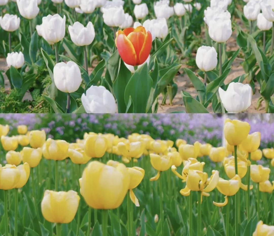 4d84432c7e77a72d796861da77e8f3af-sz_746839