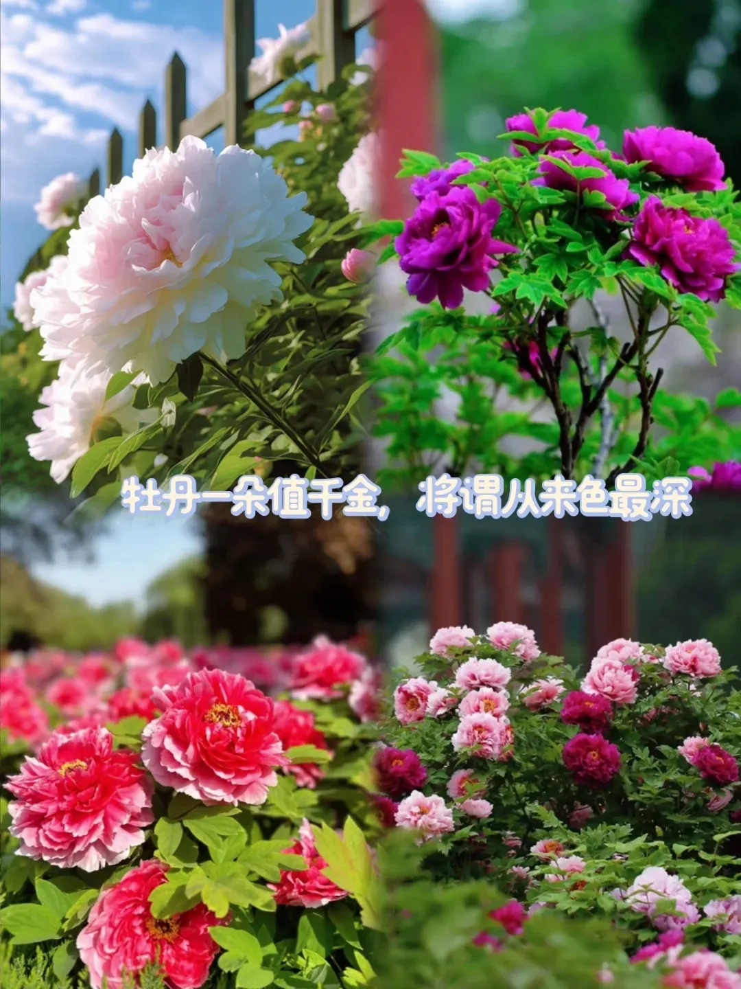 4dc77ff890ac37a204c2d45e63a6f28e-sz_959662