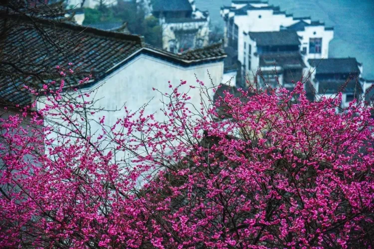 4f0c9869c58d551b32cd40c26e2cae5e-sz_283395