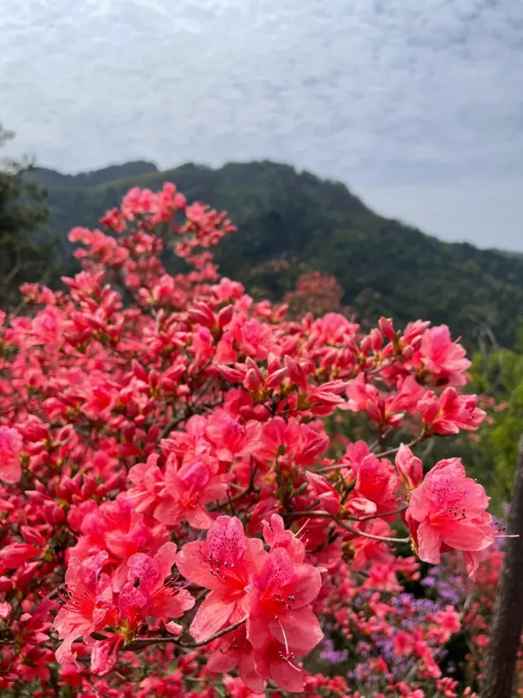 51f0272f5e572f4c14b4f388bbf897a1-sz_3172502