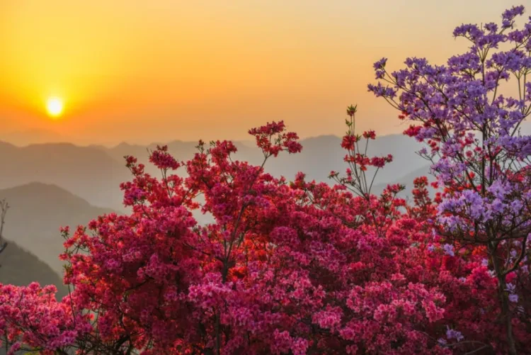 55e9894b3fcc8fb7c50d2528013c1616-sz_1009007