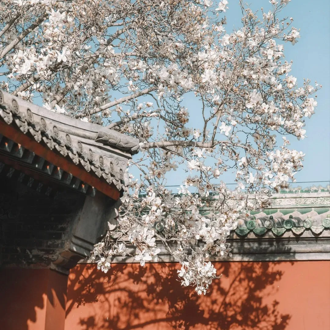 55fcee5fc1e1a8057030acac48e977ec-sz_562753