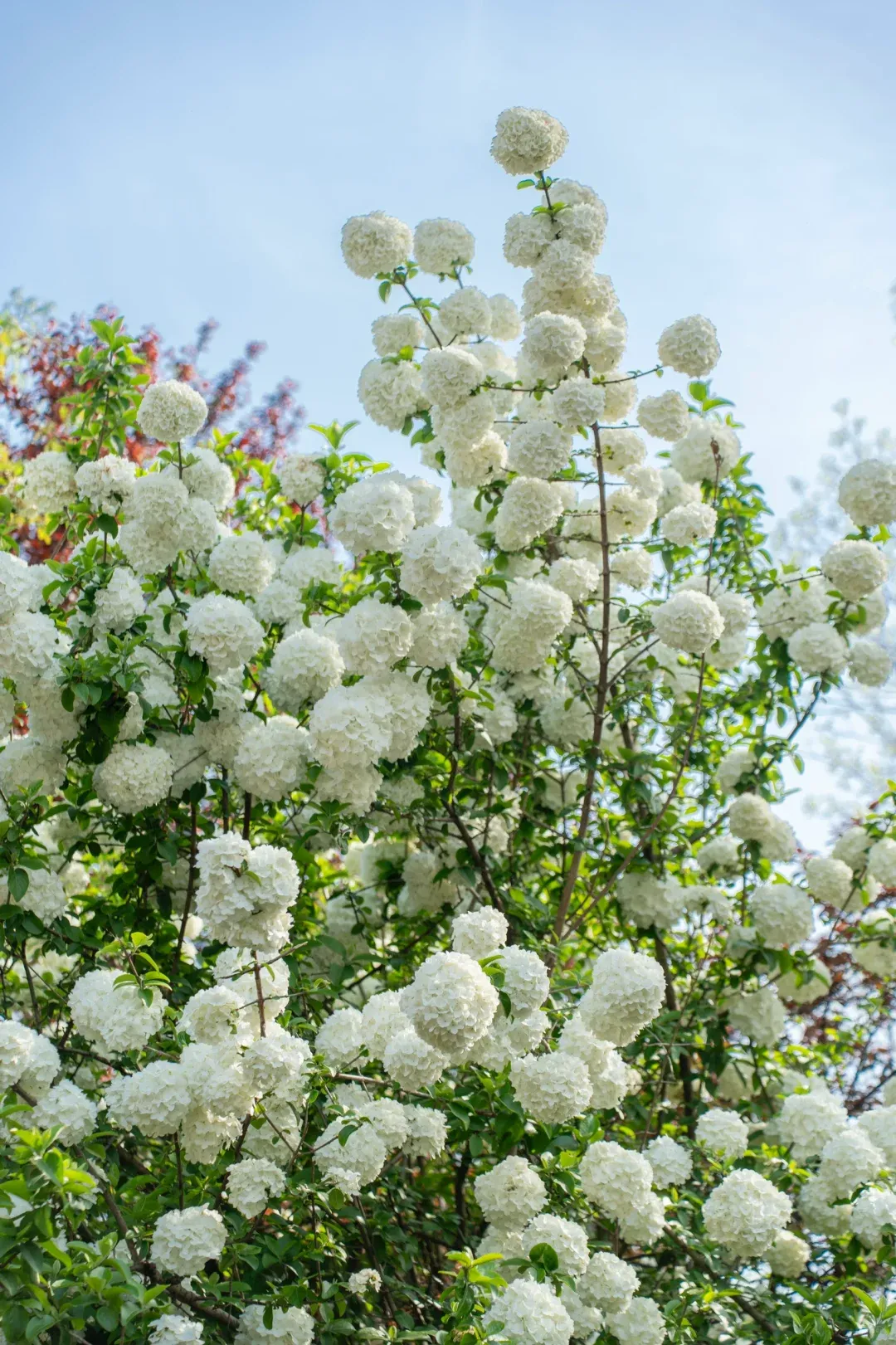 56dd92079f05de3d64616b5e91255cdc-sz_2452604 56dd92079f05de3d64616b5e91255cdc-sz_2452604