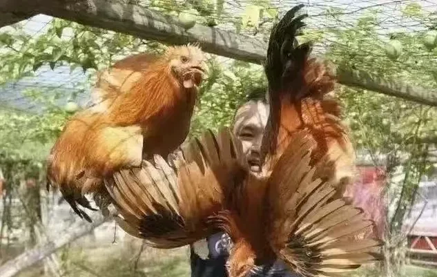 59d1e97db27f8726ecad589818542c58-sz_693589