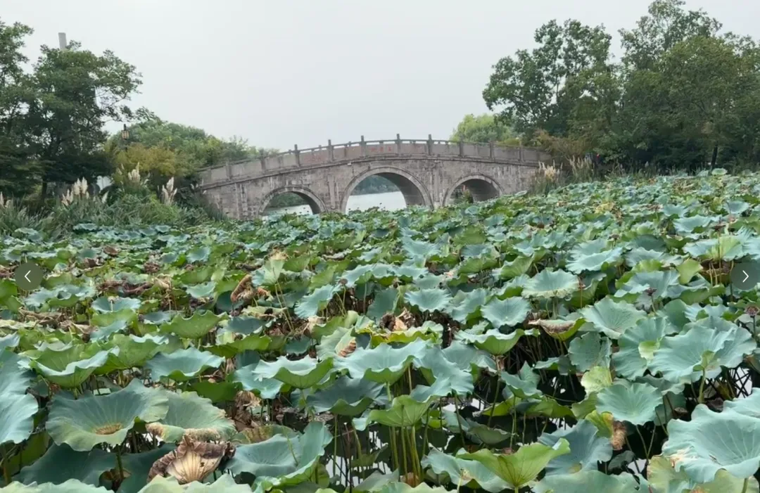 6287bf6a1568df5957bc6b40dfb27bee-sz_971752