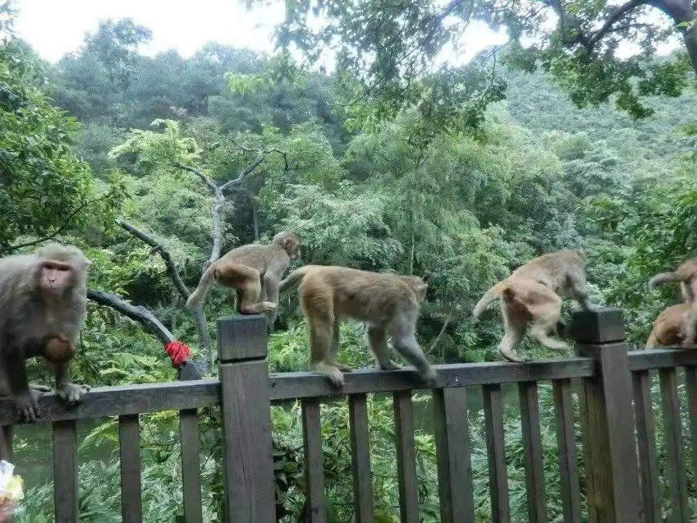 62ec95bb313159ed6f7aacdff1465026-sz_159875