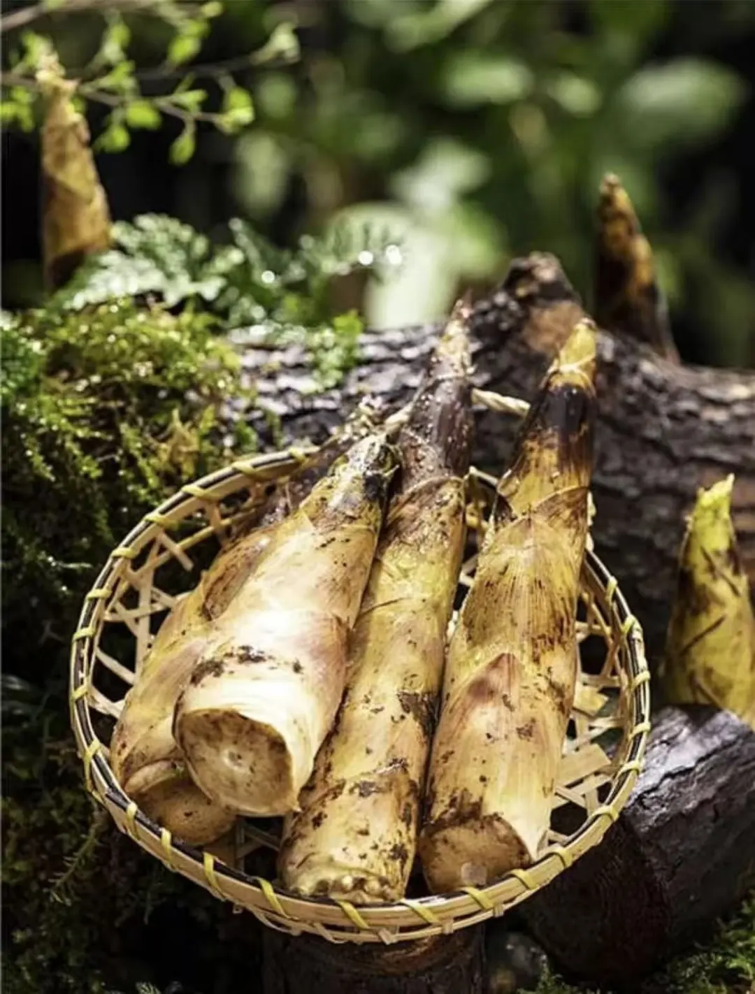 64ec9f34cd594c66c568b1704e03e3f2-sz_204250-2