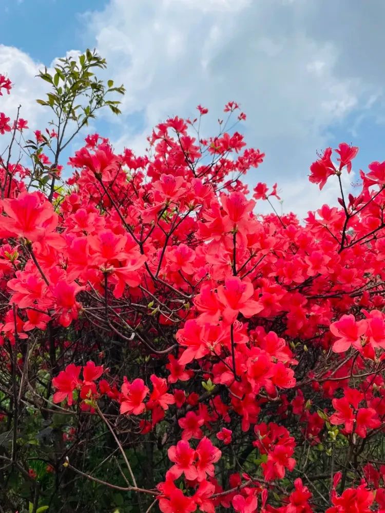 M2【纯玩：99%的人没去过❤住4A景区内❤四钻酒店❤三国故里❤度假赏花五日498元】游中国第一文山•浮山，观摩崖石刻，赏古火山奇貌，逛六尺巷，安庆倒扒狮街，赏映山红，梯田油菜花，含6正4早，免费娱乐