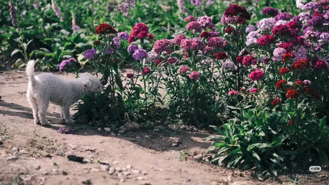 650f3a06c5da333e0570b6eae2c0259e-sz_294296