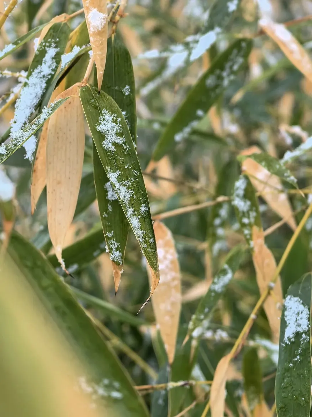 6675829f4eb3db186c32e9aca0c553e0-sz_187743