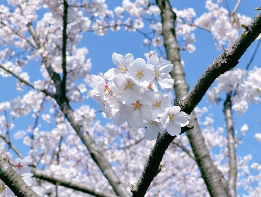 68abb4bf2c915e0bf97b67887ece193c-sz_700010